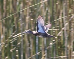 Spatula cyanoptera