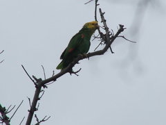 Amazona oratrix tresmariae