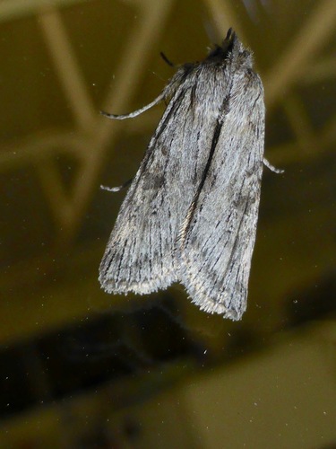 Physetica phricias photo 4
