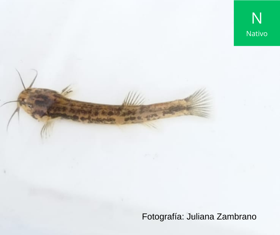 Dwarf Pencil Catfish