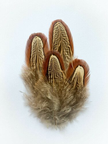 Ring-necked Pheasant