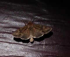 Ichneutica mutans