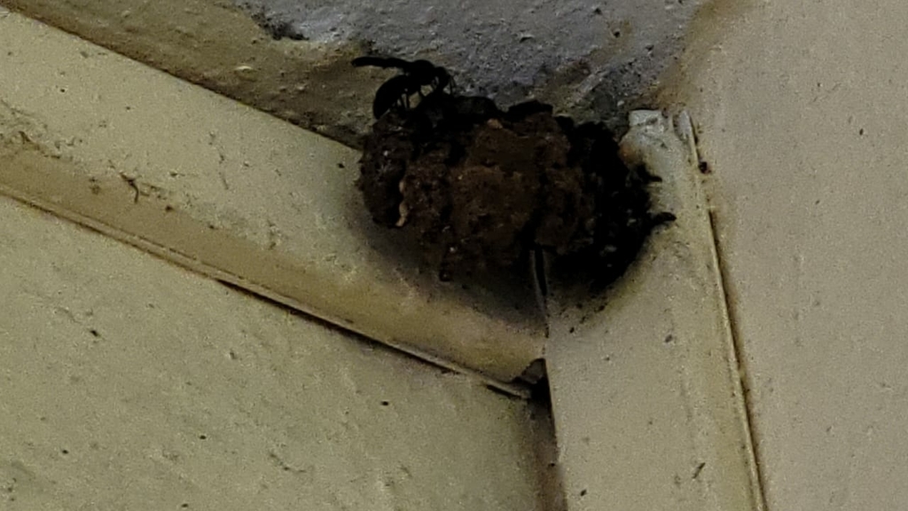 Xenorhynchium nitidulum from Mumbai Veterinary College, Goregaon on September 12, 2023 by Soham