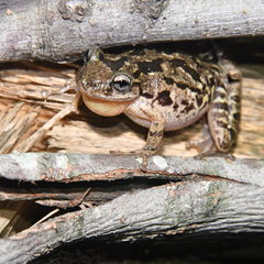 Scinax granulatus