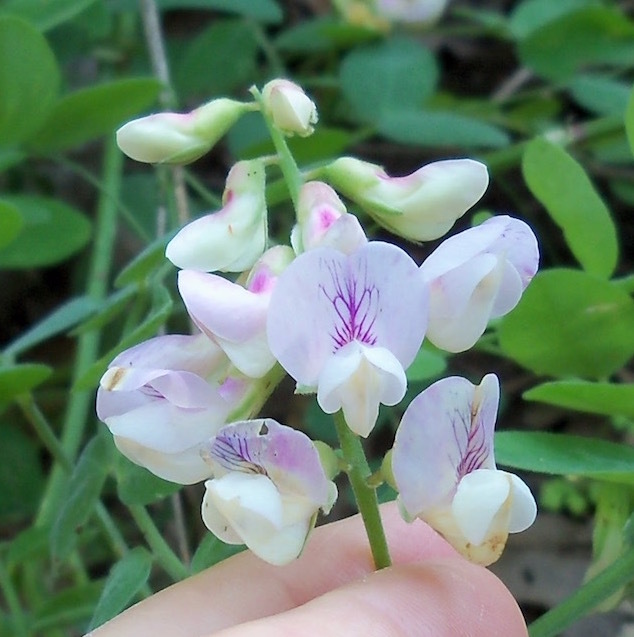 Lathyrus vestitus var. ochropetalus