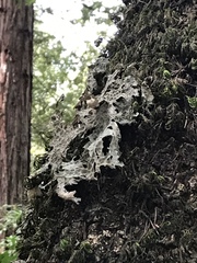 Lobaria pulmonaria