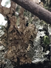 Lobaria pulmonaria