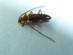 Notoceresium impressiceps