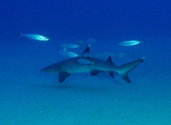 Decapterus macarellus