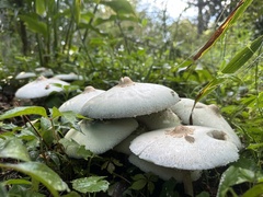 Chlorophyllum molybdites image