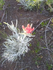 Castilleja hololeuca