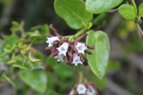 Image of Cape Buckhorn (Cynanchum africanum) by no rights reserved