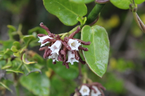 Image of Cape Buckhorn (Cynanchum africanum) by no rights reserved