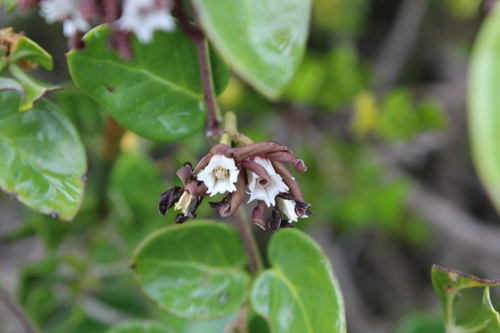 Image of Cape Buckhorn (Cynanchum africanum) by no rights reserved
