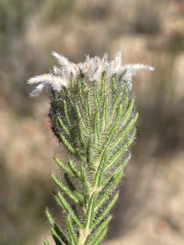 Phylica affinis (Phylica affinis)