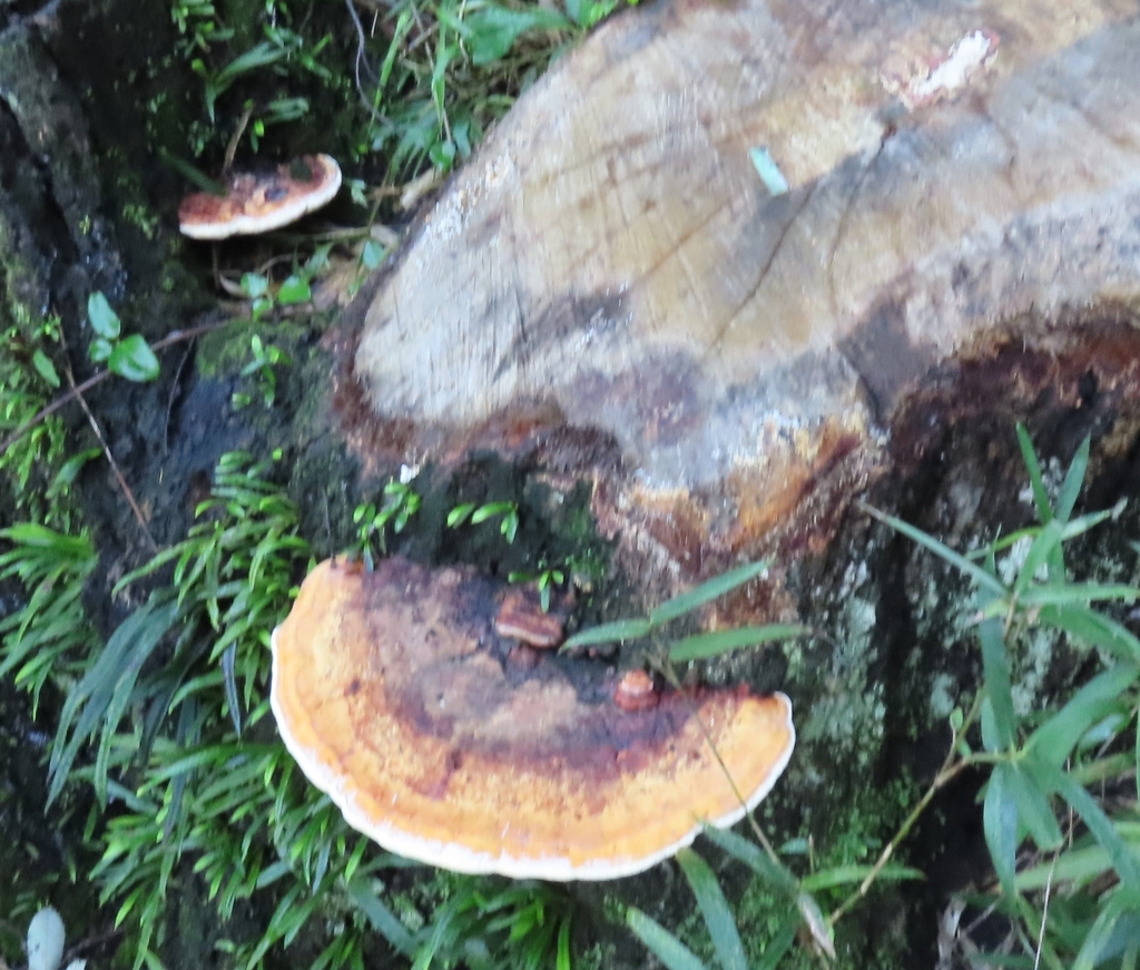 Fomitopsis pinicola · September 2023 · photo: © mami_t_t (iNaturalist, cc-by)