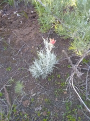 Castilleja hololeuca
