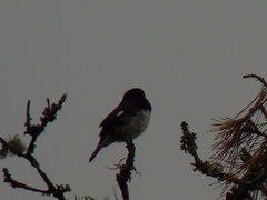 Sporophila luctuosa
