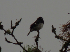 Sporophila luctuosa