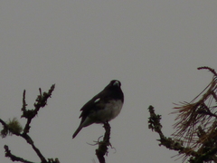 Sporophila luctuosa