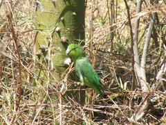 Forpus cyanopygius insularis