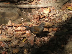 Turdus rufopalliatus graysoni