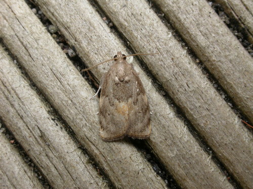 Imma acosma (Turner, 1900)