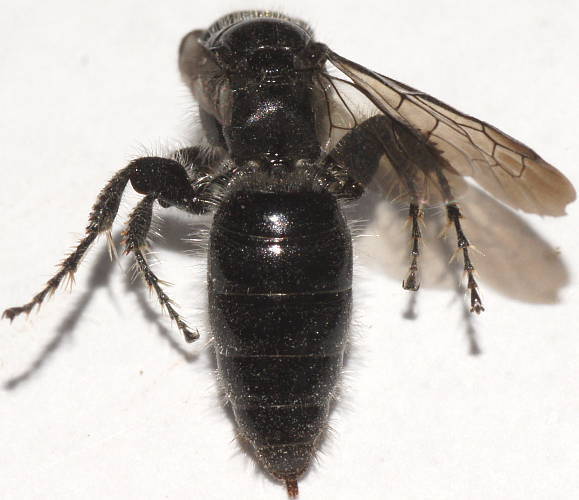 Anthoboscinae