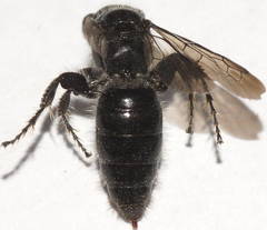 Anthobosca