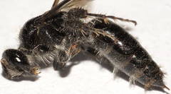 Anthobosca