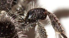 Anthobosca