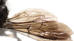Anthobosca