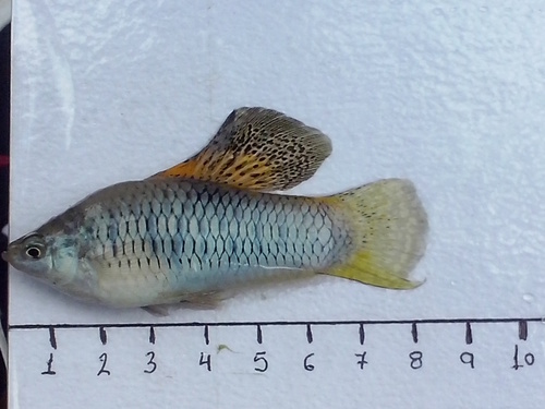 Sheepshead swordtail (Xiphophorus birchmanni) — Poeciliidae — 3