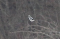 Lanius borealis borealis
