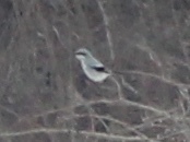 Lanius borealis borealis