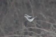Lanius borealis borealis
