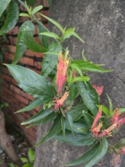 Clinacanthus nutans