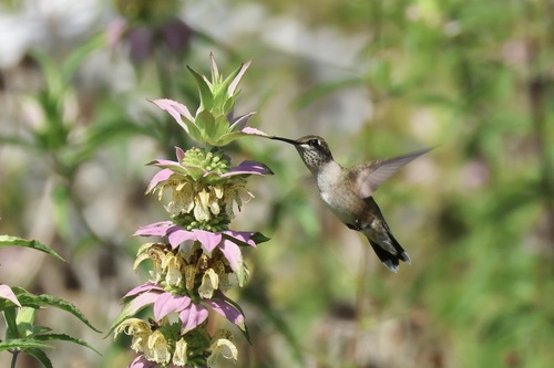 Ruby-throated Hummingbird photographed in New York