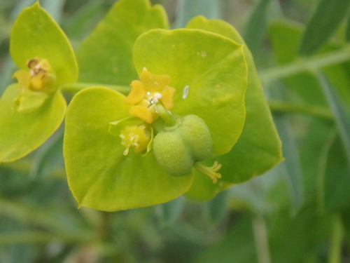 Euphorbia iberica