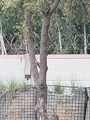 Sind Woodpecker