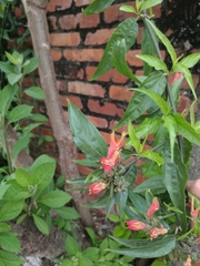 Clinacanthus nutans