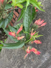 Clinacanthus nutans