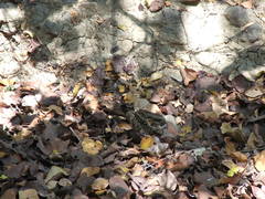 Nyctidromus albicollis insularis