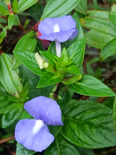 Image of Matourea azurea by (c) Sindhu Haridas, some rights reserved (CC BY)