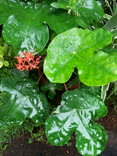 Jatropha podagrica