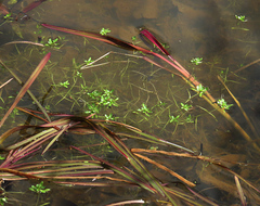 Callitriche heterophylla