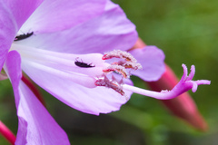 Clarkia breweri