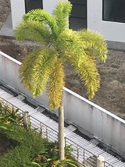 Arecaceae