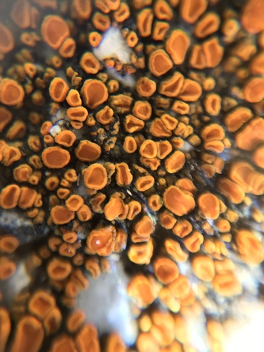 Orange Atoms