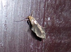 Stathmopoda plumbiflua